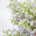 Дельфиниум  (Delphinium) - миниатюра 11