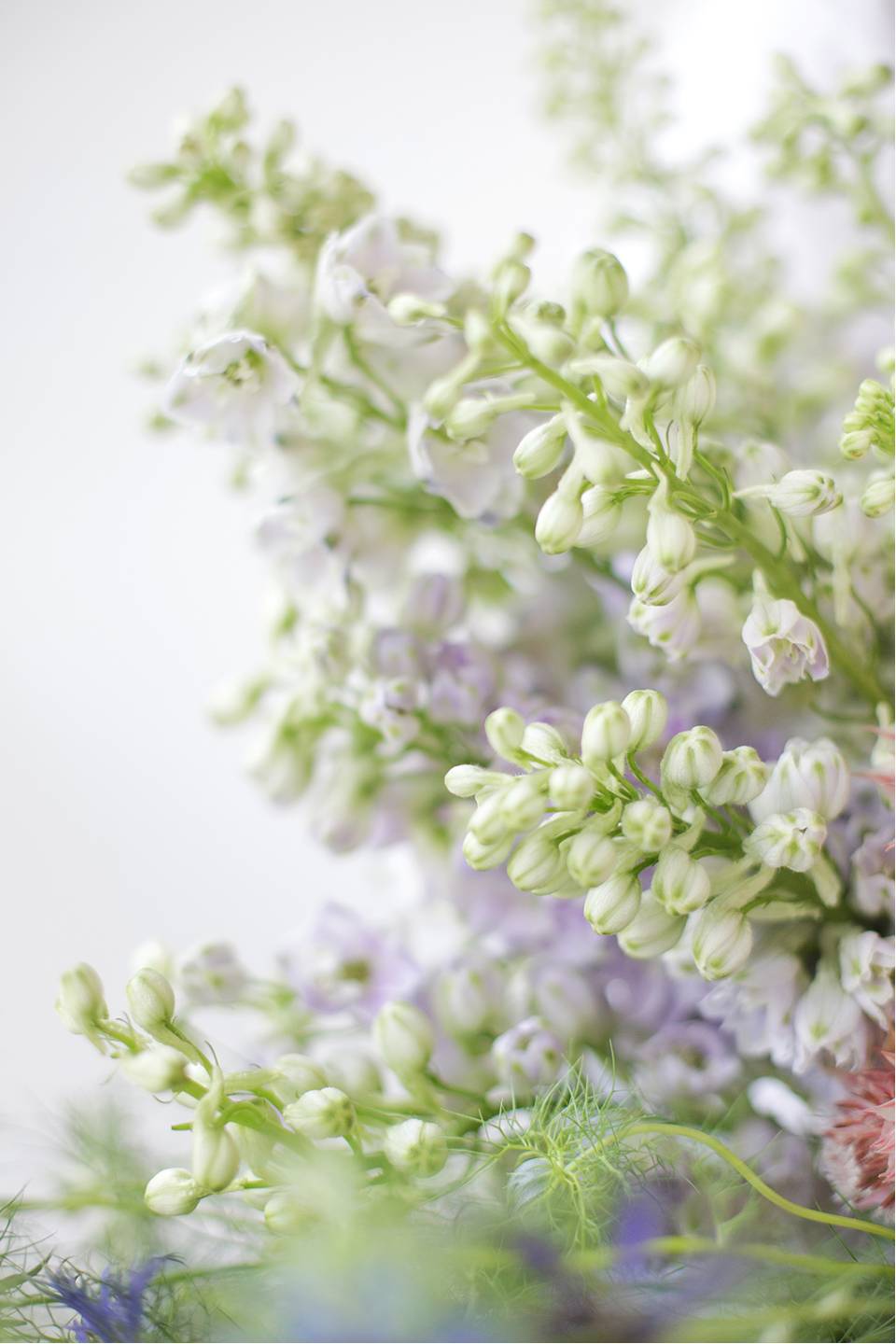 Дельфиниум  (Delphinium) 11