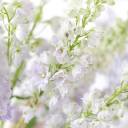 Дельфиниум  (Delphinium) - миниатюра 10