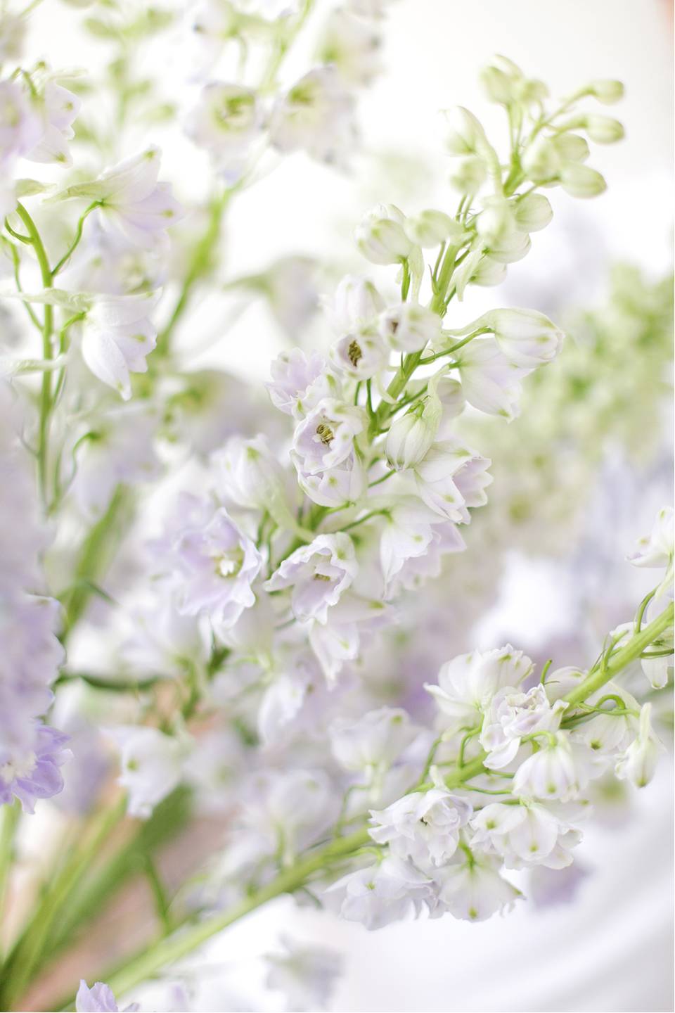 Дельфиниум  (Delphinium) 10