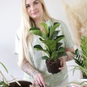 Фикус Лирата (Ficus Lyrata) - с добавлением зелени - миниатюра 