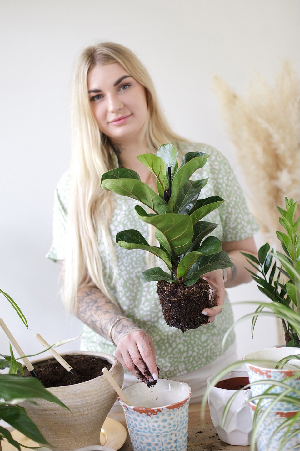 Фикус Лирата (Ficus Lyrata) - с добавлением зелени