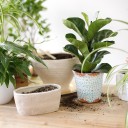 Фикус Лирата (Ficus Lyrata) - подарочное оформление - миниатюра