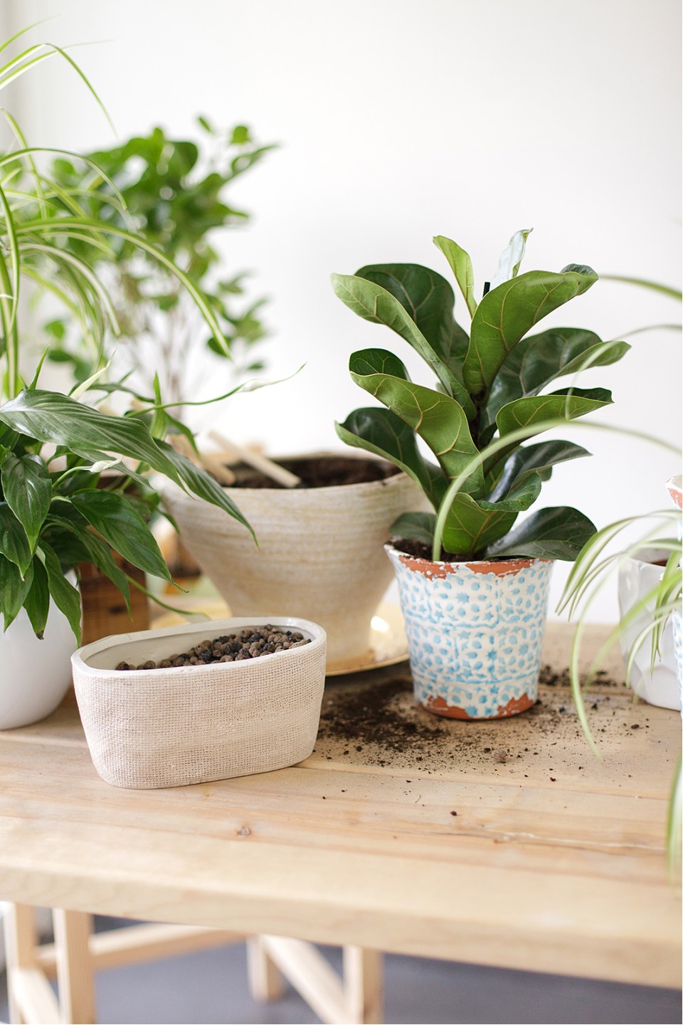 Фикус Лирата (Ficus Lyrata) - подарочное оформление