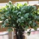 Helleborus viridis - миниатюра