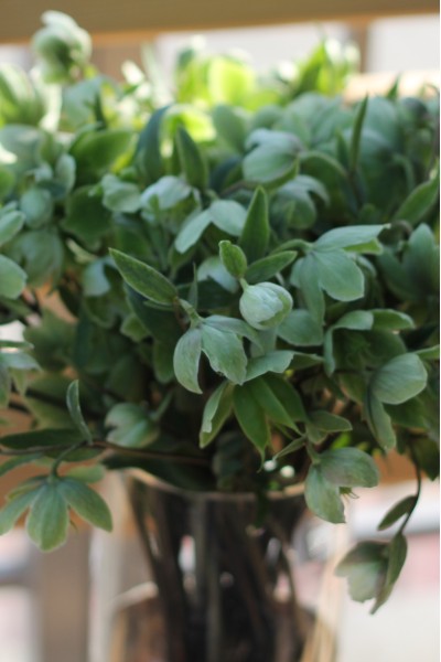 Helleborus viridis