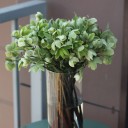 Helleborus viridis - с доставкой по Минску - миниатюра