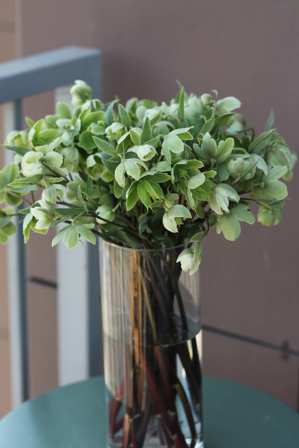 Helleborus viridis - с доставкой по Минску