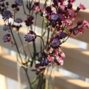 Astrantia бордо - с добавлением зелени - миниатюра 
