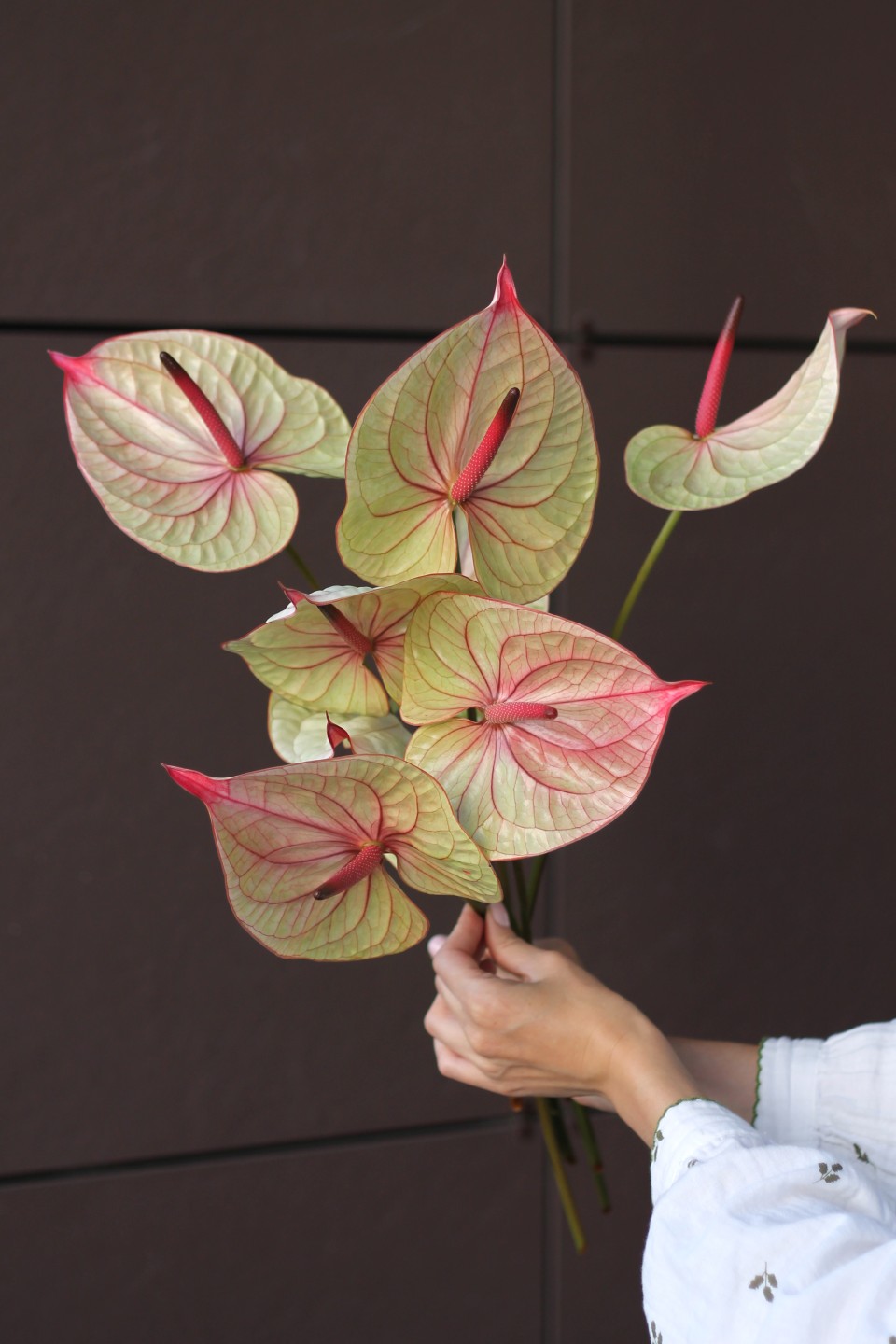 Антуриум - с добавлением зелени