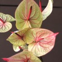 Антуриум - подарочное оформление - миниатюра