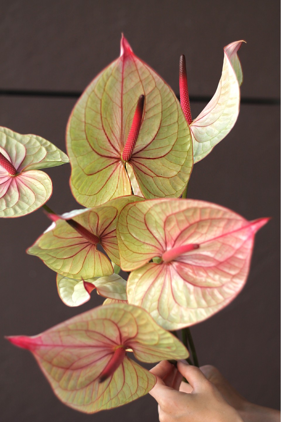 Антуриум - подарочное оформление