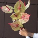 Антуриум - миниатюра