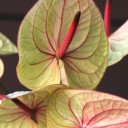 Антуриум - с доставкой по Минску - миниатюра