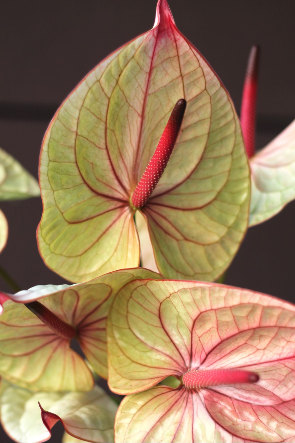 Антуриум - с доставкой по Минску