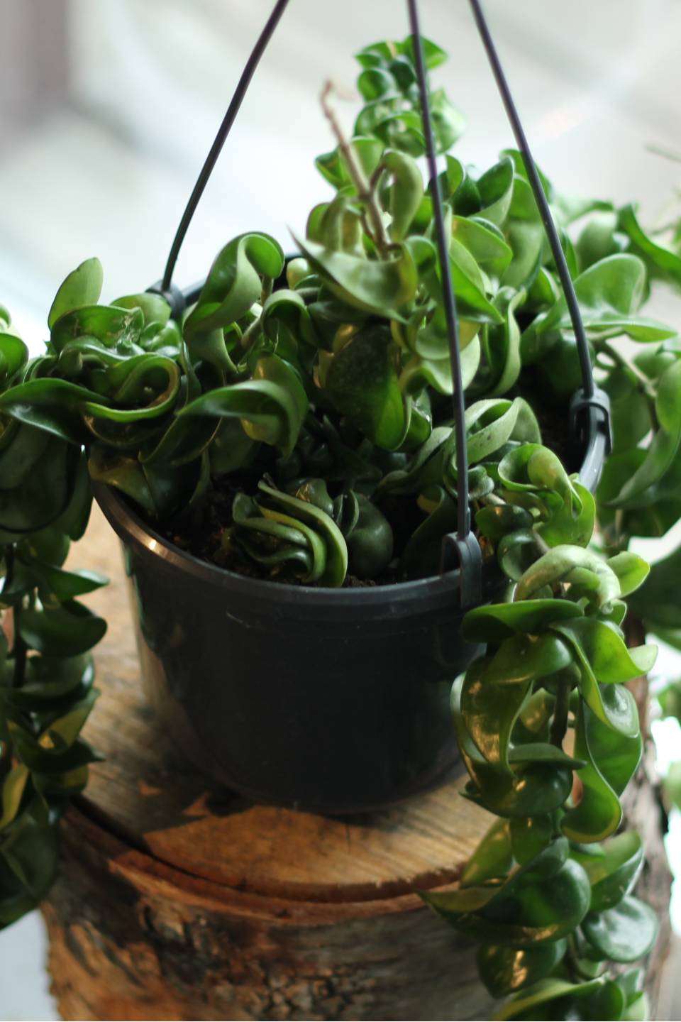 Хойя Компакта (Hoya Compacta)