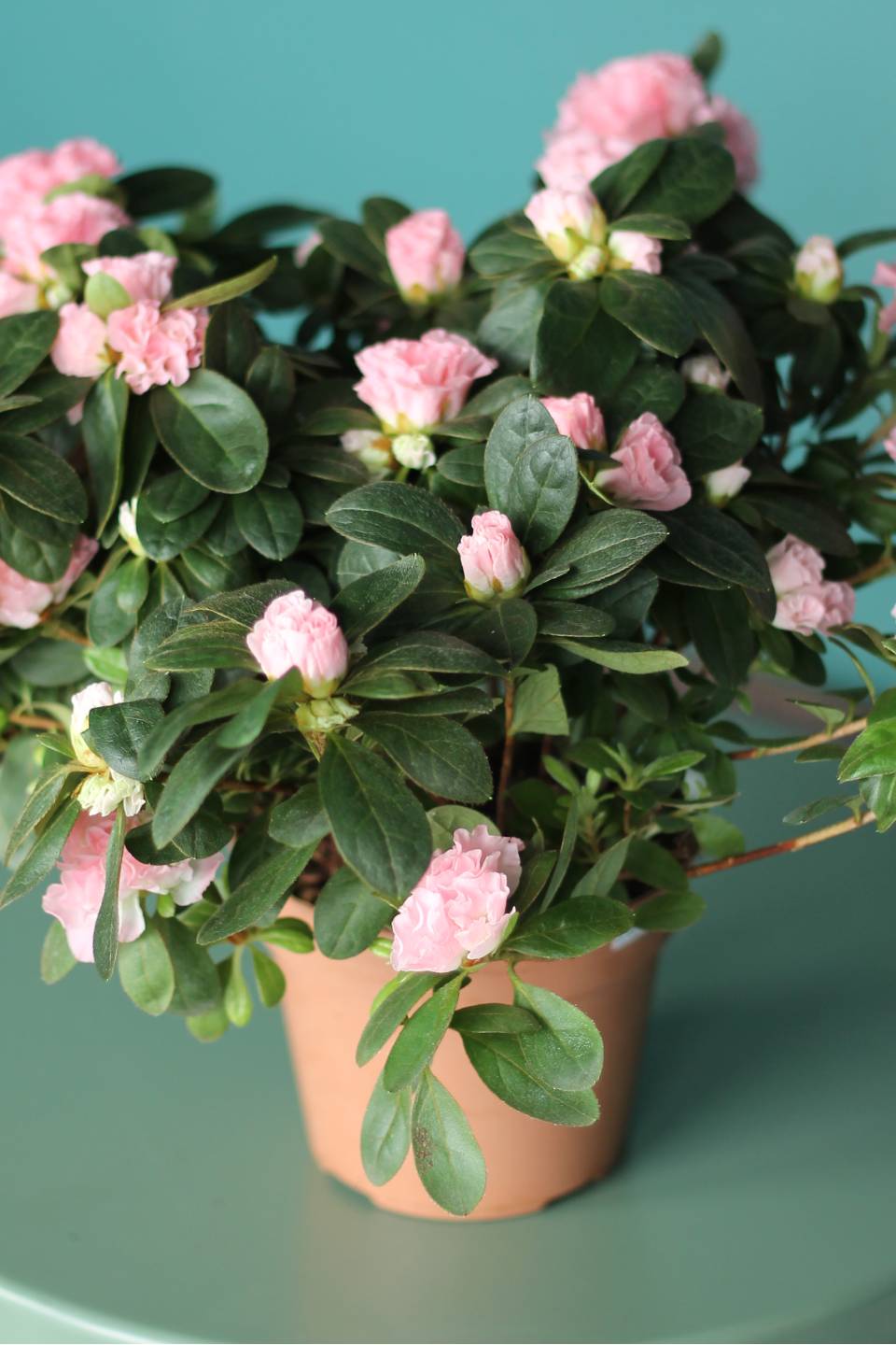 Азалия (Azalea)