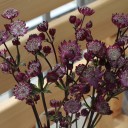 Astrantia бордо - с доставкой по Минску - миниатюра