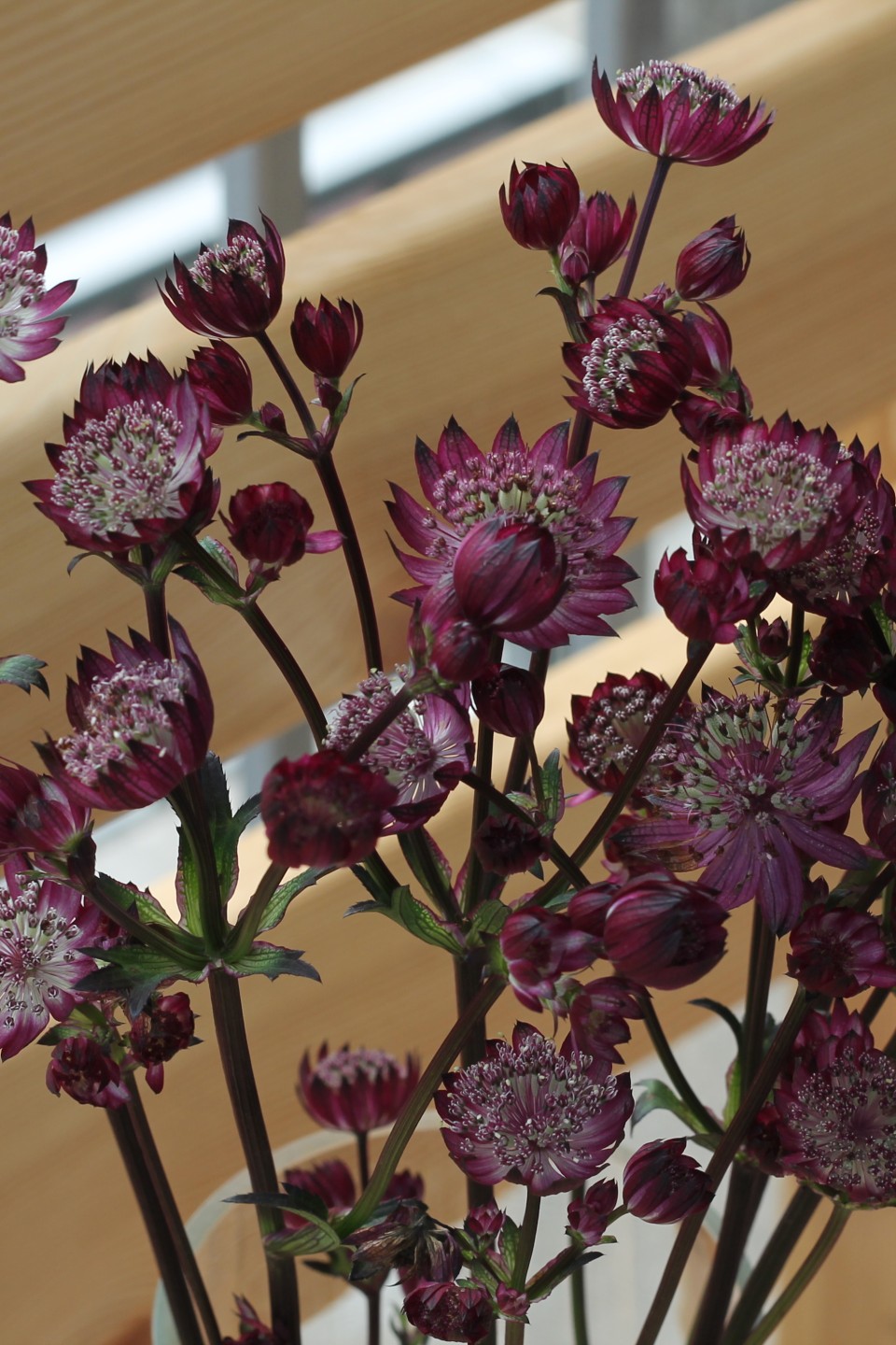 Astrantia бордо - с доставкой по Минску