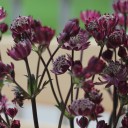 Astrantia бордо - миниатюра