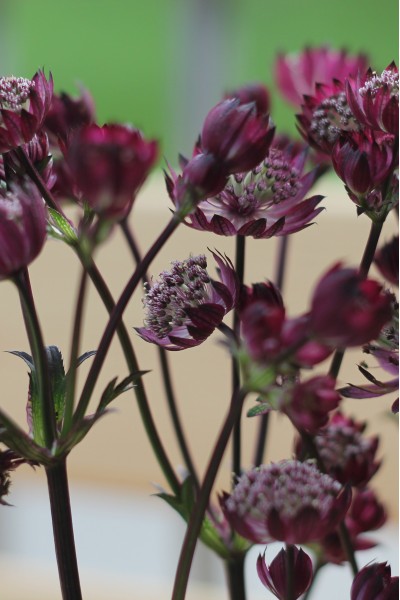 Astrantia бордо