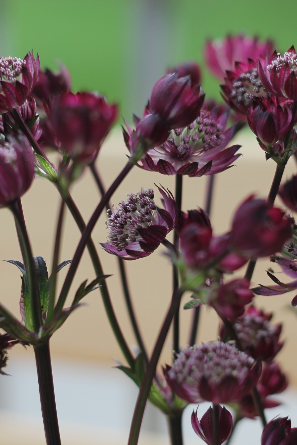 Astrantia бордо