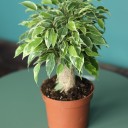 Фикус Кинки (Ficus benjamina) 30 см - миниатюра