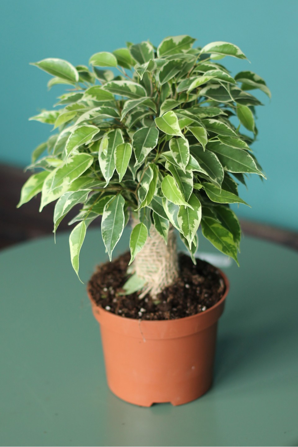 Фикус Кинки (Ficus benjamina) 30 см