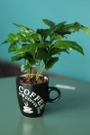 Кофе (Coffea In Mok+Bark) 25 см