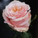 Роза Шиммер (Shimmer) - миниатюра