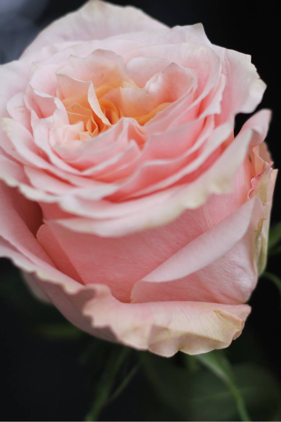 Роза Шиммер (Shimmer)