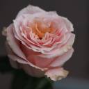 Роза Шиммер (Shimmer) - подарочное оформление - миниатюра