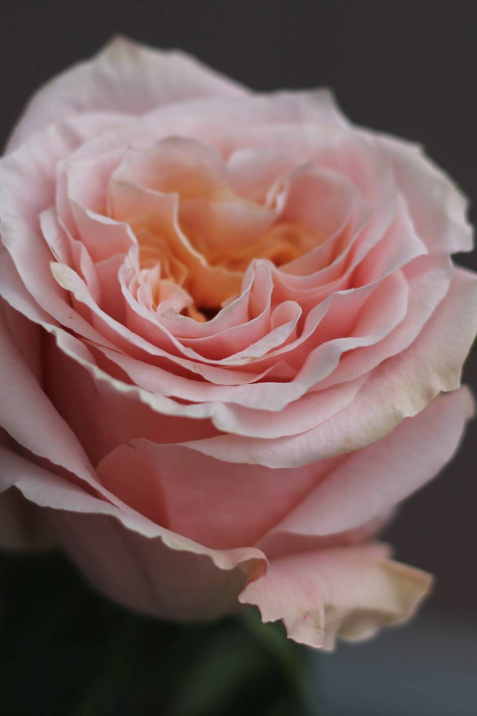 Роза Шиммер (Shimmer) - подарочное оформление