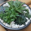 Композиция из суккулентов №1 - с доставкой по Минску - миниатюра