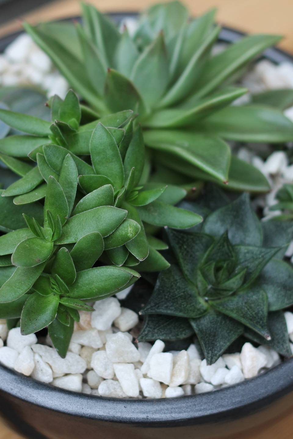 Композиция из суккулентов №1 - с доставкой по Минску