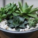 Композиция из суккулентов №1 - миниатюра