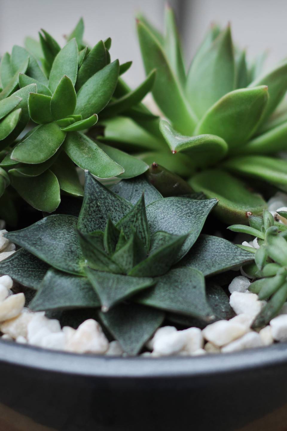 Композиция из суккулентов №1