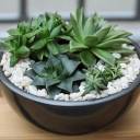 Композиция из суккулентов №1 - с добавлением зелени - миниатюра 