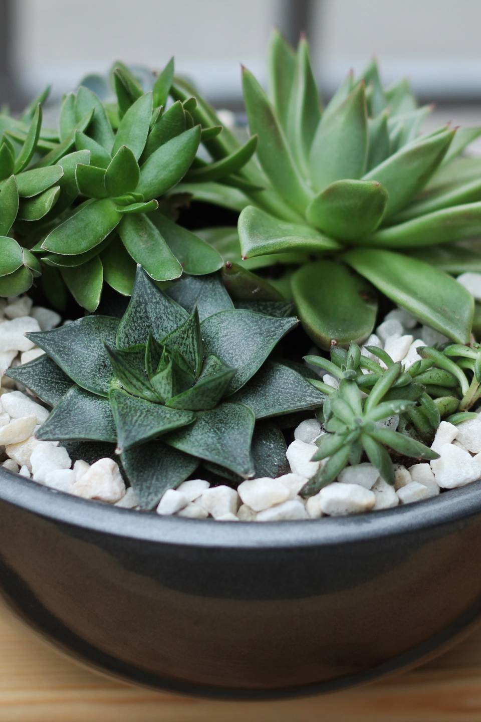 Композиция из суккулентов №1 - с добавлением зелени