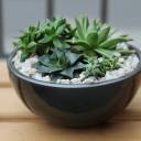 Композиция из суккулентов №1 - подарочное оформление - миниатюра