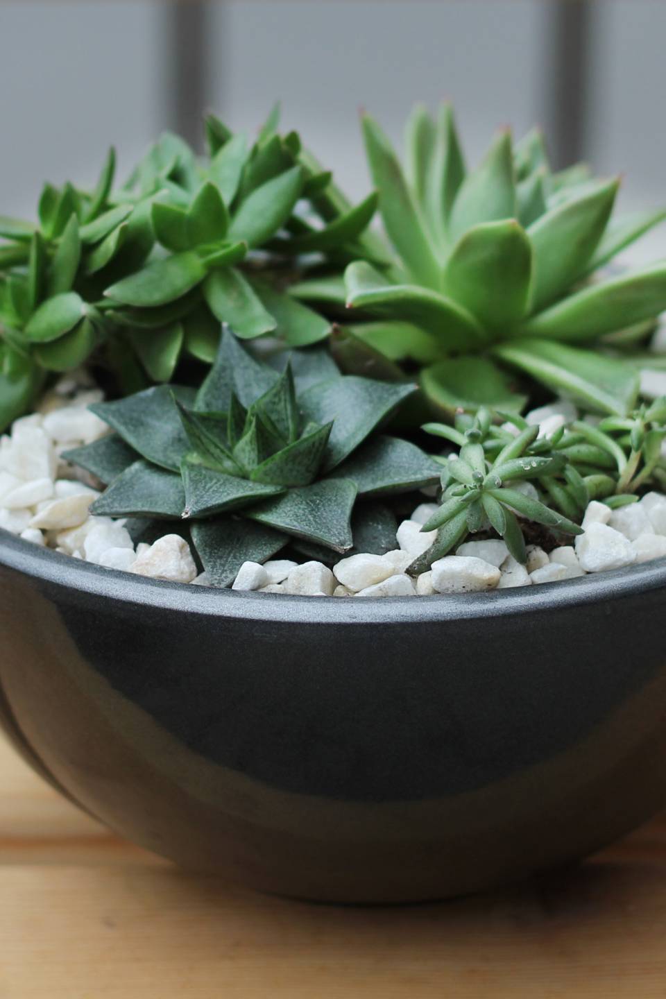 Композиция из суккулентов №1 - подарочное оформление