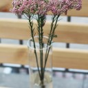 Ozothamnus - с доставкой по Минску - миниатюра