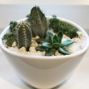 Композиция из кактусов и суккулентов №4 - с добавлением зелени - миниатюра 