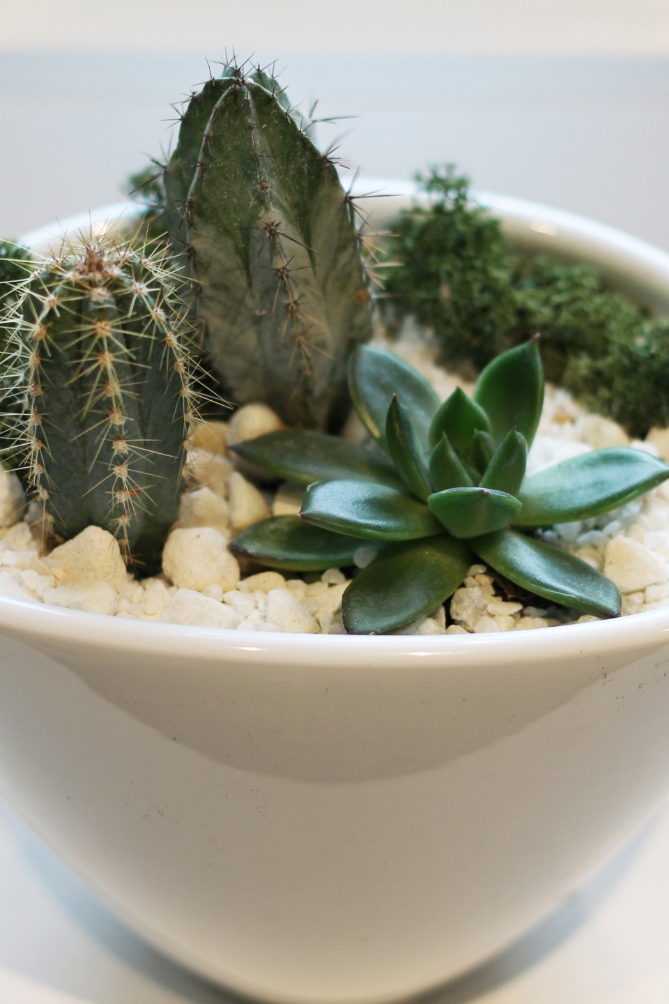 Композиция из кактусов и суккулентов №4 - с добавлением зелени