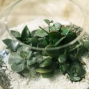 Мини-сад из суккулентов в стеклянной колбе №3 - миниатюра