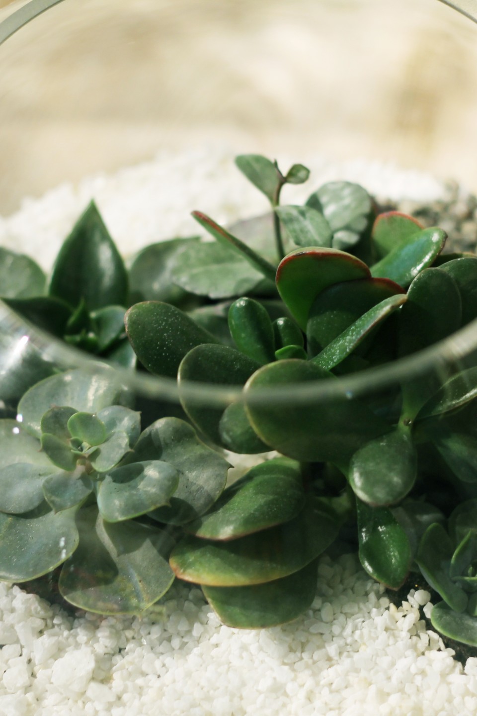 Мини-сад из суккулентов в стеклянной колбе №3