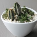 Композиция из кактусов и суккулентов №4 - миниатюра