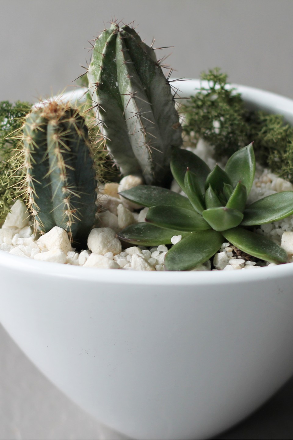 Композиция из кактусов и суккулентов №4