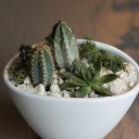 Композиция из кактусов и суккулентов №4 - с доставкой по Минску - миниатюра