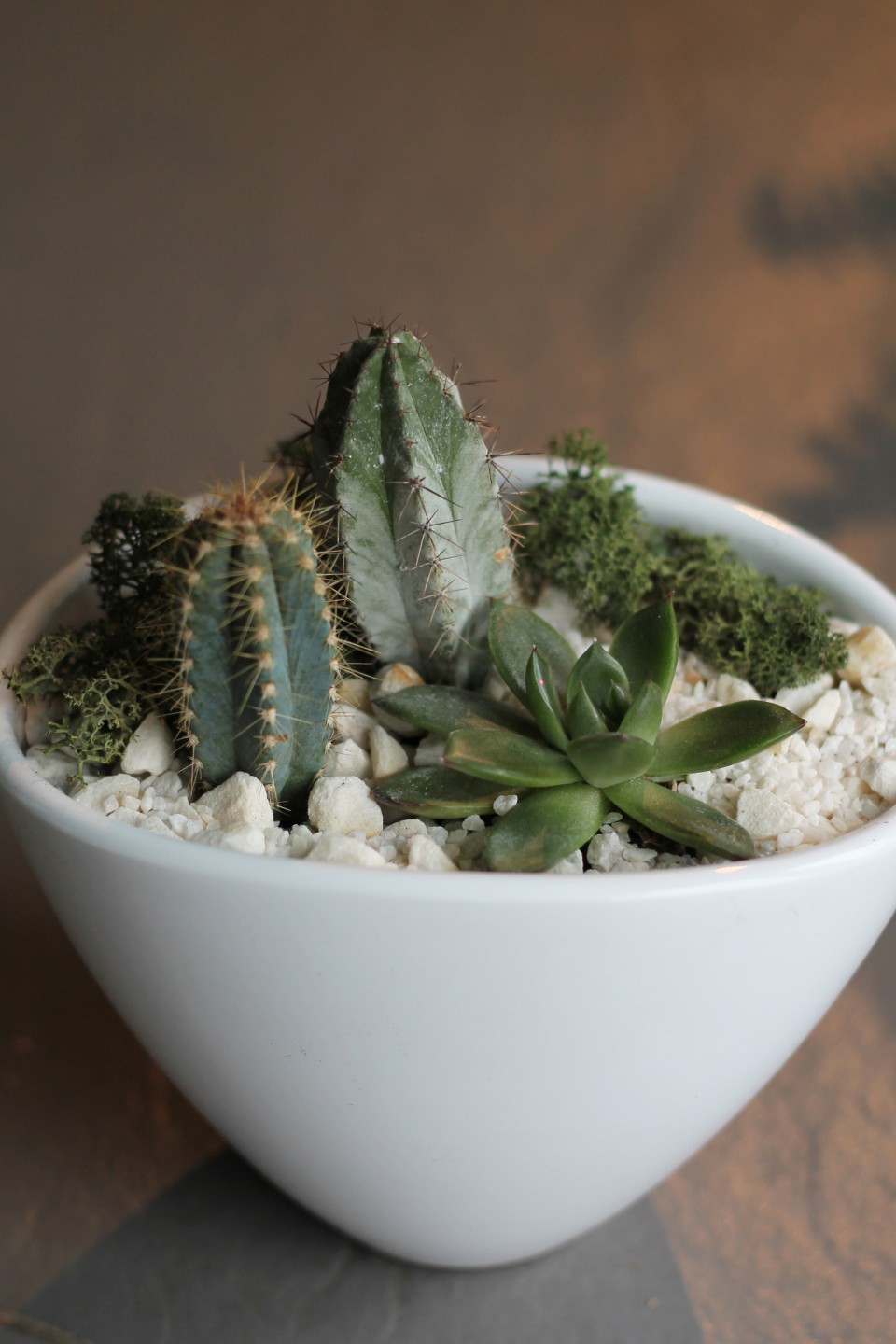 Композиция из кактусов и суккулентов №4 - с доставкой по Минску